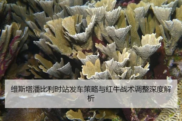 wei-si-ta-pan-bi-li-shi-zhan-fa-che-ce-lve-yu-hong-niu-zhan-shu-tiao-zheng-shen-du-jie-xi-2-629.jpg